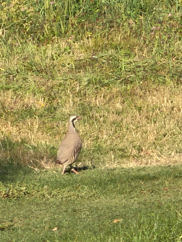 Chukar