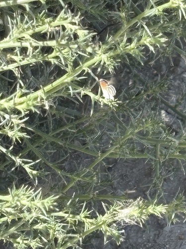 Western Pygmy-Blue