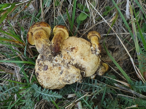 Parasitic Bolete