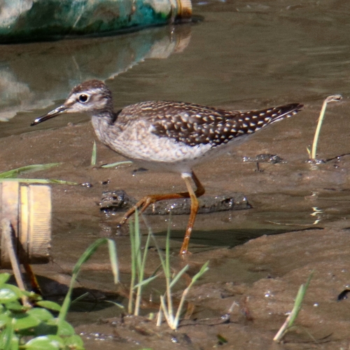 Wood Sandpiper