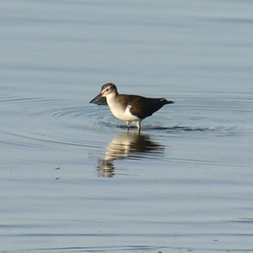 Common Sandpiper