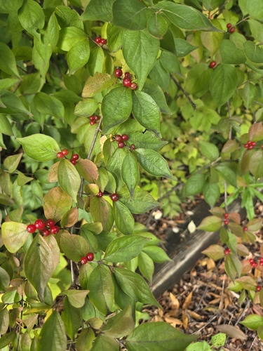Amur honeysuckle