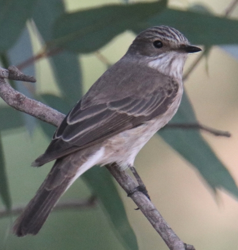 Spotted Flycatcher