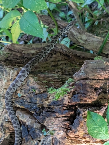 Eastern Foxsnake