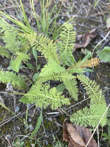 common yarrow