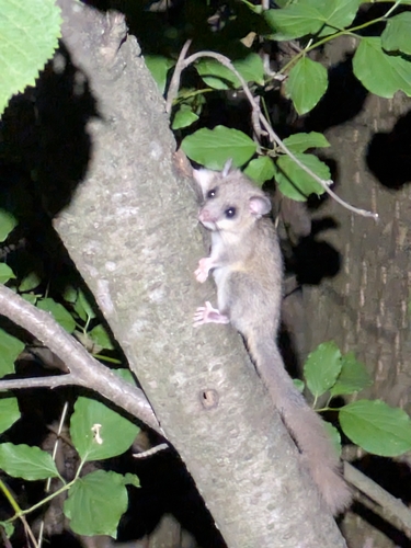 European Fat Dormouse