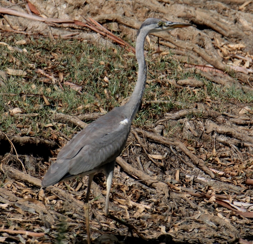 Grey Heron