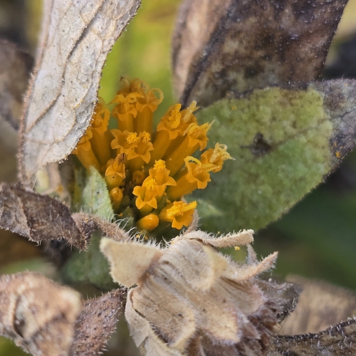 rayless mule's ears