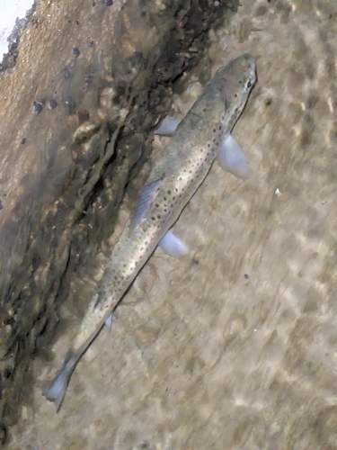 Brown Trout