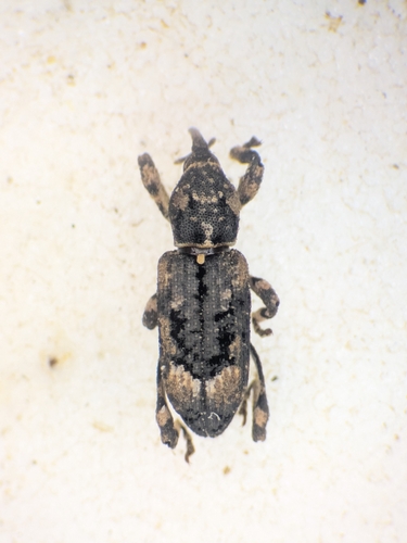 Camptorhinus simplex