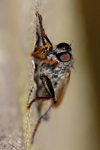 kite-tailed robberfly