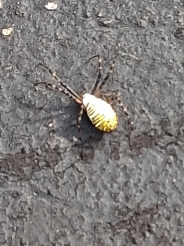 Banded Garden Spider