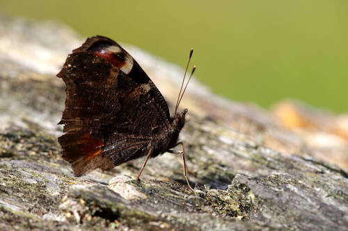 European Peacock Butterfly