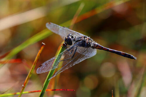 Black Meadowhawk