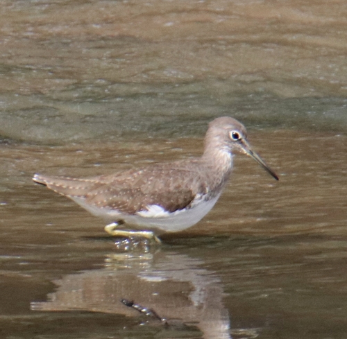 Green Sandpiper