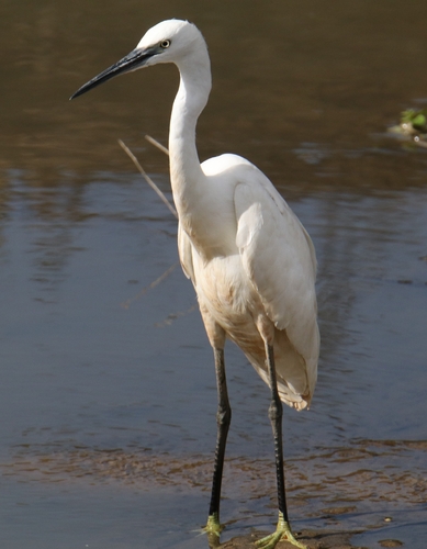Little Egret