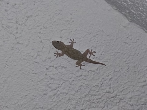 Moorish Gecko
