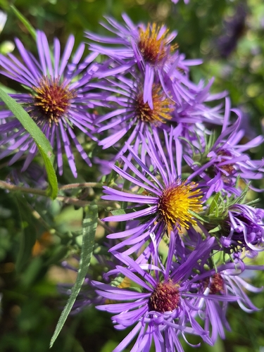 New England aster