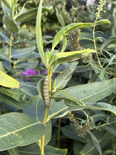 Monarch