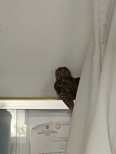 Eurasian Scops-Owl