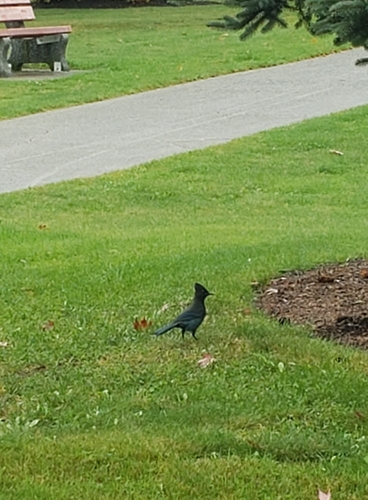 Steller's Jay
