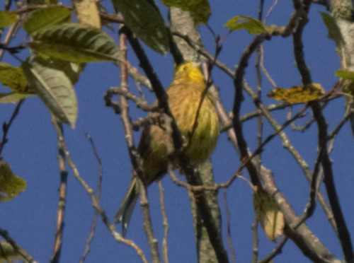 Yellowhammer