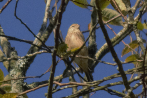 Eurasian Linnet