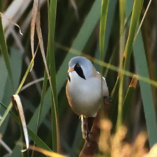 Bearded Reedling