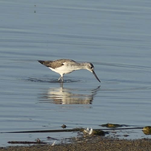 Common Greenshank