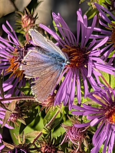 Common Blue