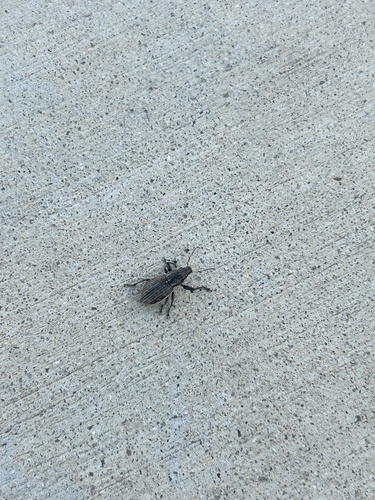 White-fringed weevil