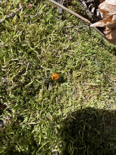 Seven-spotted Lady Beetle