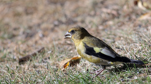 Evening Grosbeak