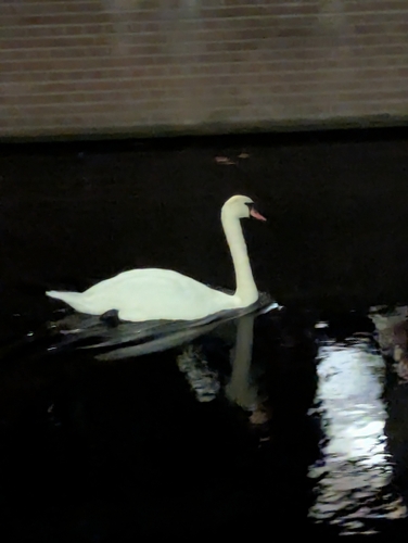 Mute Swan