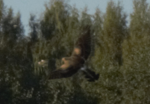 Pallid Harrier