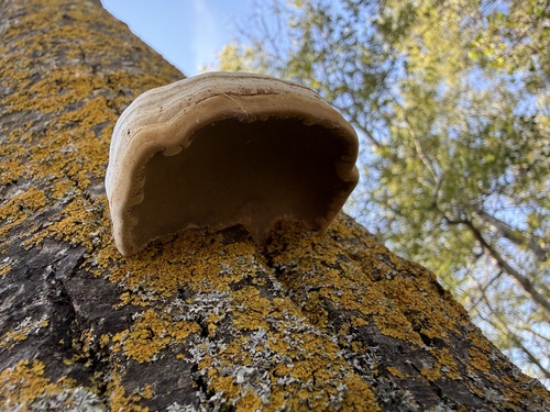 Tinder Polypore