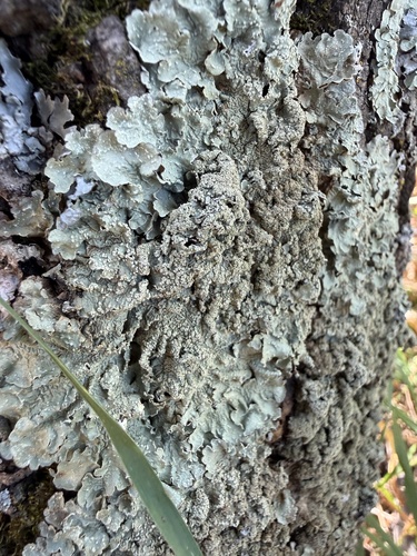 common greenshield lichen