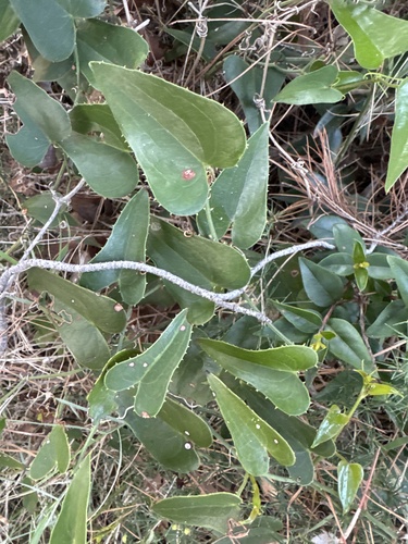 Rough Bindweed