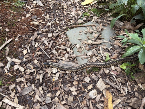Common Garter Snake