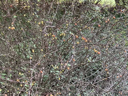 Japanese barberry