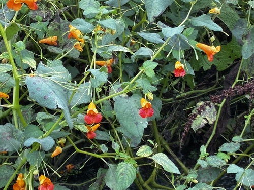 common jewelweed