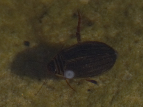 scarce lesser diving beetle