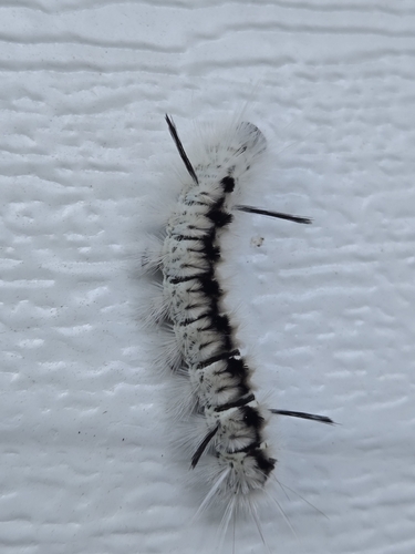 Hickory Tussock Moth