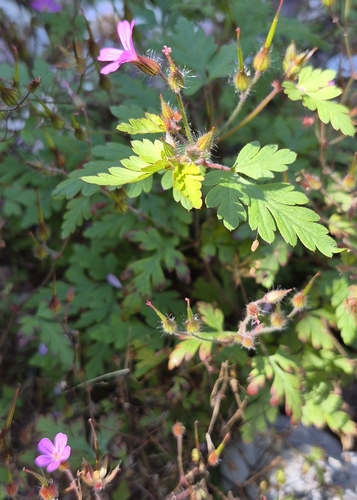 Herb Robert