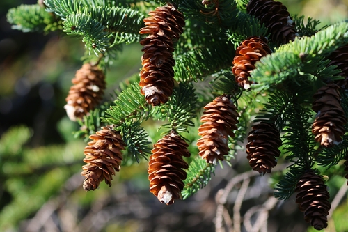 white spruce