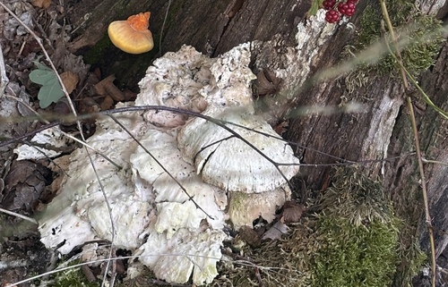 chicken of the woods