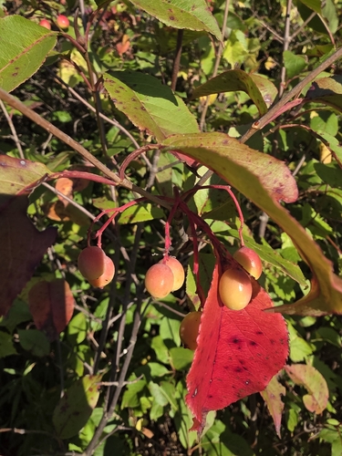 nannyberry