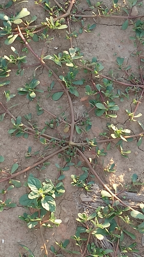 Common Purslane