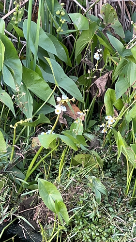 broadleaf arrowhead