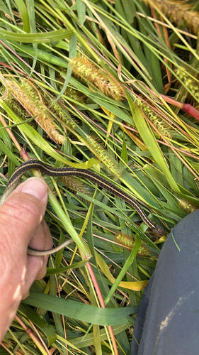 Common Garter Snake